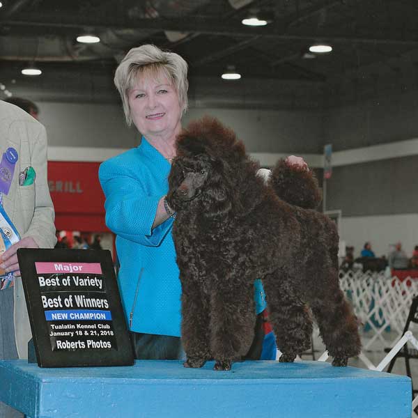 show winning poodle by GayEls and pampered pooch