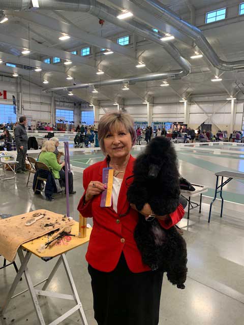 Gayels girl power winning BOV from puppy class over champions