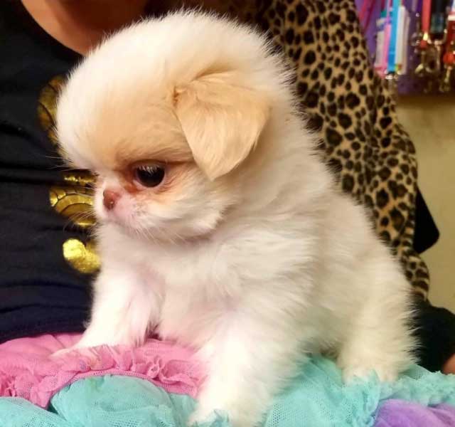 japanese chin by gayels and pampered pooch in pouslbo wa