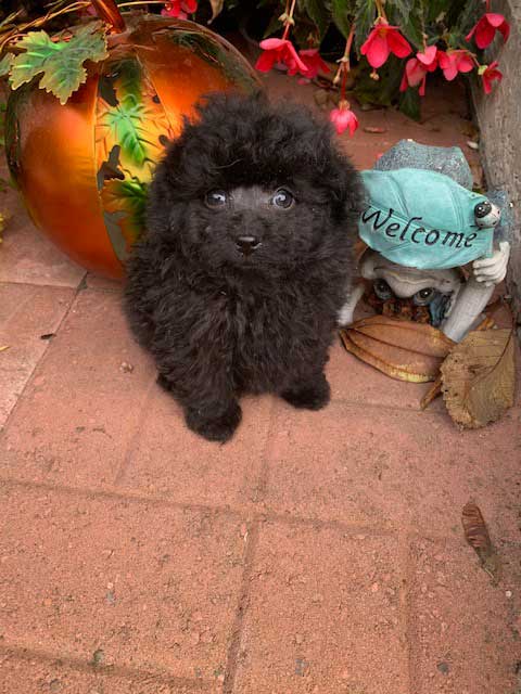 2-Females-7-weeks-old-$1500