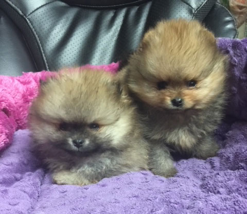pom-puppies-showing-off-for-sale-now