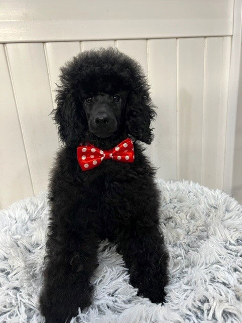 AKC-Champion-Sired-Miniature-Male-Poodle-is-6-months-old