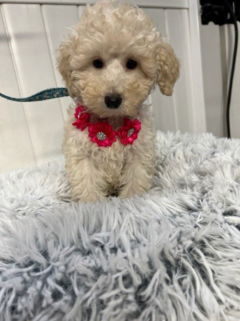 Mini or toy poodle available now AKC parents Genetic tested pet or companion