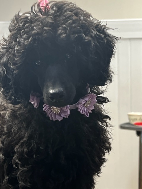 AKC 15 week old female miniature poodle