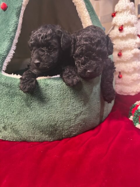 Black Miniature Poodle puppies for sale