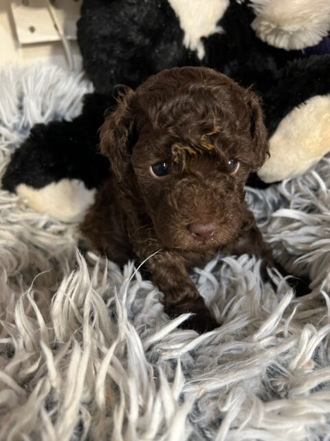 Chocolate Poodle Puppy