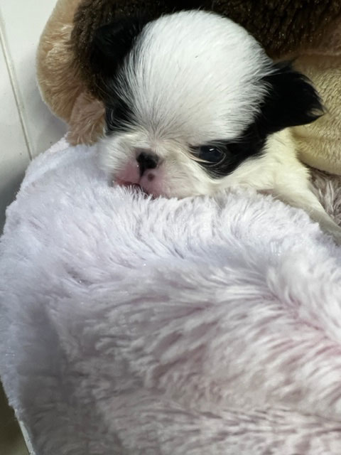 Mini-Poodle-Boy-15-Weeks-old-from-Gayels.com