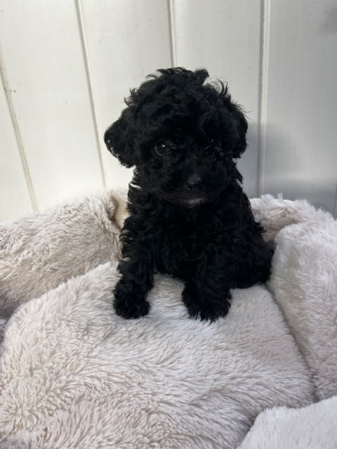 Japanese poodle sale for sale