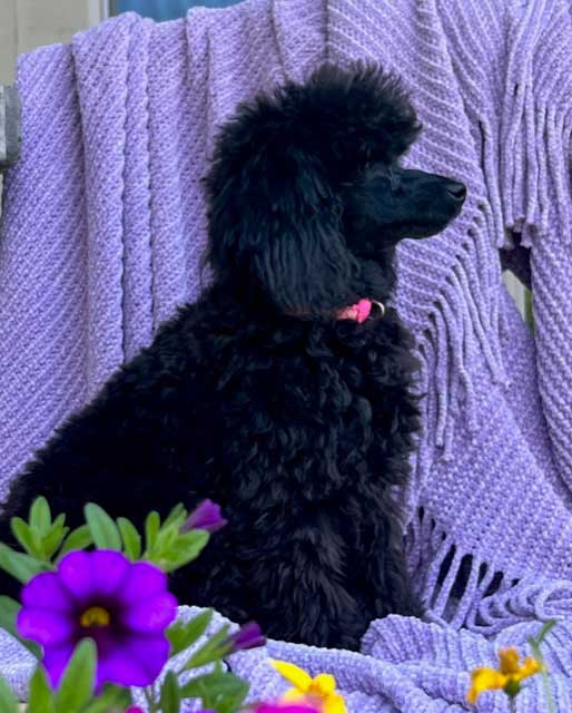 beautiful-female-toy-poodle-our-favorite-color-the-smartest-cleanest-best-temperaments-you-can-get