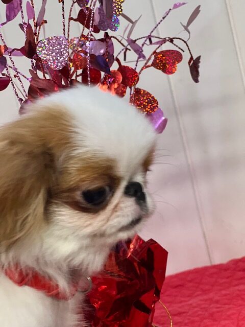 Japanese Chin Puppy For Sale<br />
