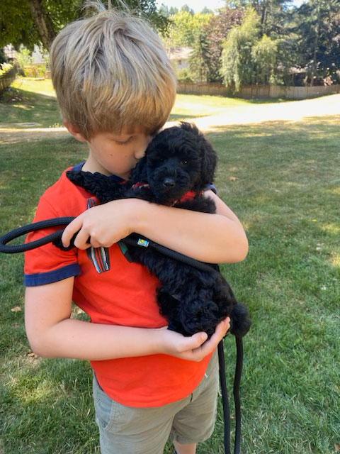 Miniature-Poodle-Littler-Nov-2024