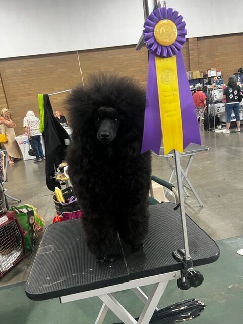 Miniature poodle puppy first show winning over the champion for a major win