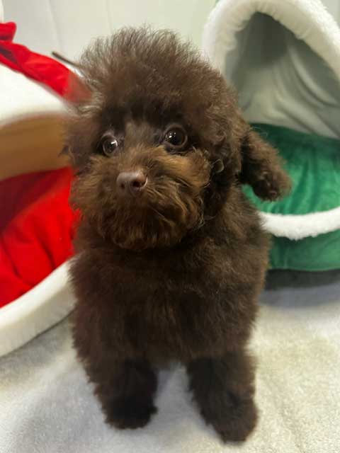 Miniature-Poodle-Littler-Nov-2024