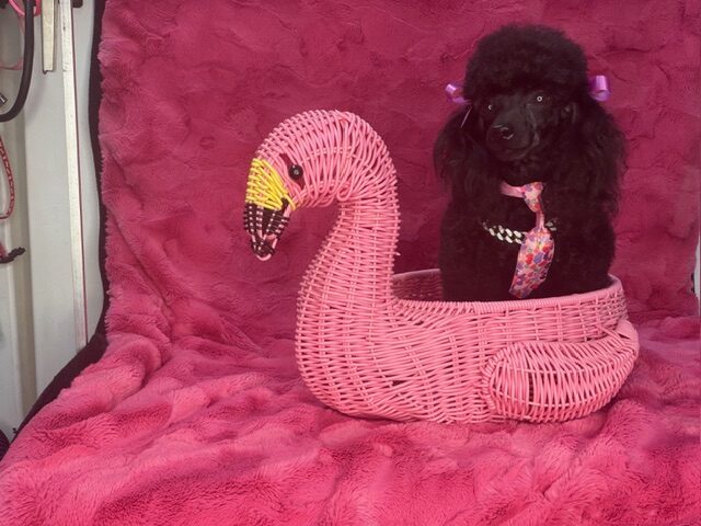 Tinkerbell is a 5 year old Poodle pom-puppies-showing-off-for-sale-now